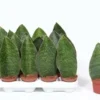 Sansevieria 'Victoria' 8cm -Garden Care Supply Store sansevieria victoria 800x533 633428e0762c1 l