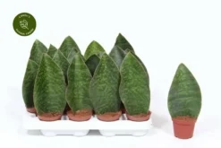 Sansevieria 'Victoria' 8cm