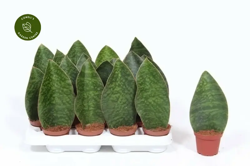 Sansevieria 'Victoria' 8cm 3 Sansevieria 'Victoria' 8cm