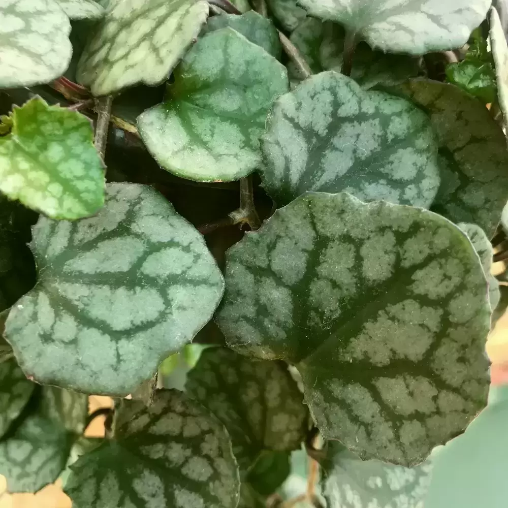 Senecio Mikanioides 11cm 3 Senecio Mikanioides 11cm