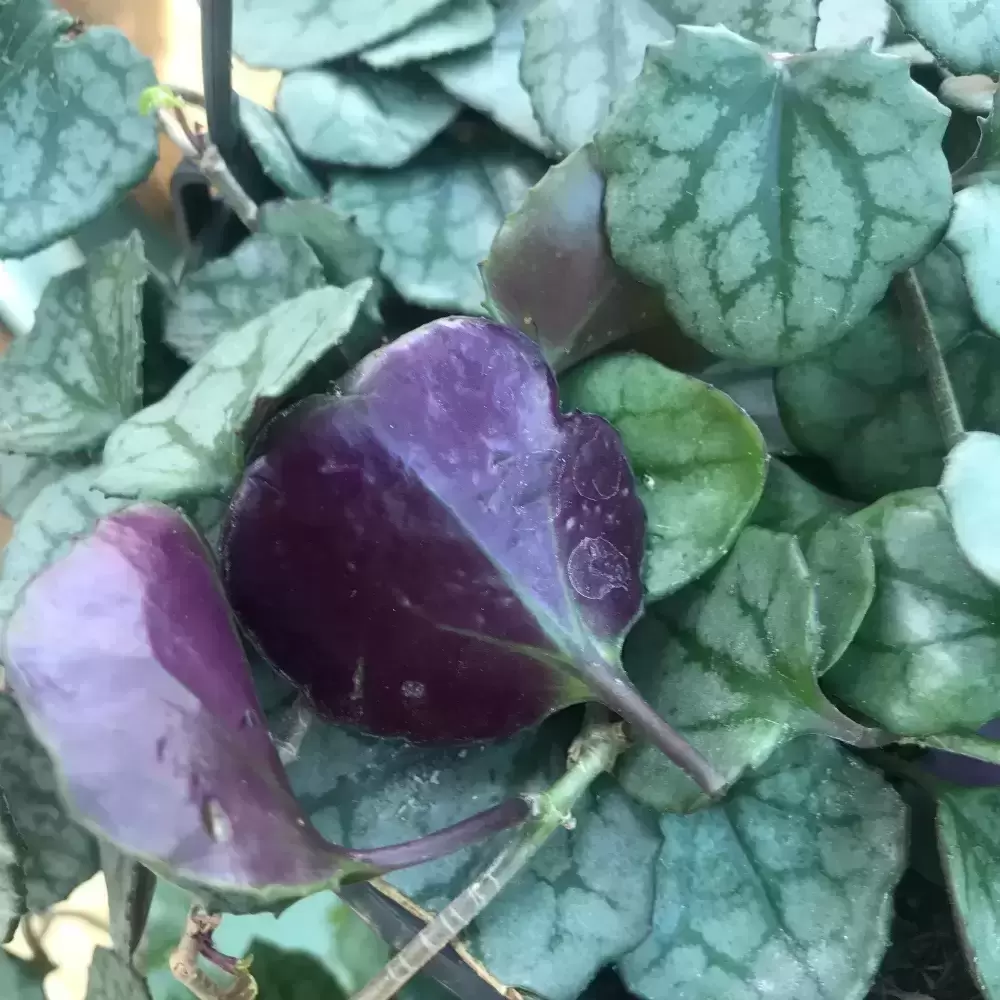 Senecio Mikanioides 11cm 4 Senecio Mikanioides 11cm - Image 2