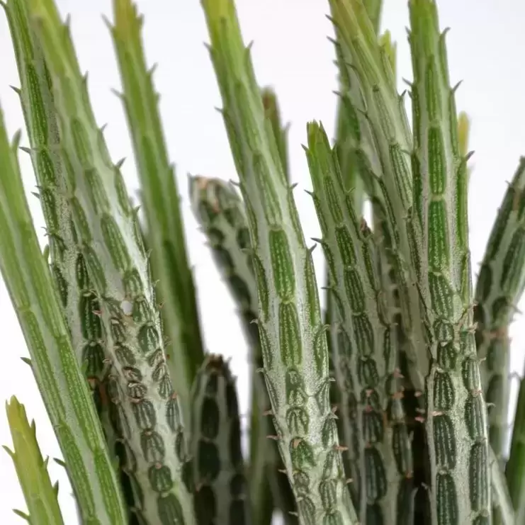 Senecio Stapeliiformis 4 Senecio Stapeliiformis - Image 2