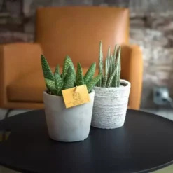 Senecio Stapeliiformis 8 Senecio Stapeliiformis -Garden Care Supply Store senecio stapeliiformis 1603343533 742x742 61f2ccf31867e l