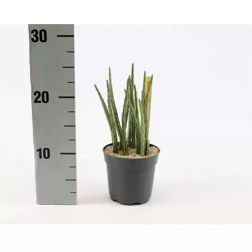 Senecio Stapeliiformis 6 Senecio Stapeliiformis - Image 4