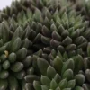 Sinocrassula Yunnanensis 'Napoli Noire' -Garden Care Supply Store sinocrassula yunnanensis napoli noire 1000x1000 61f265b34a8e7 l