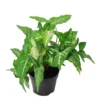 Syngonium Angustatum -Garden Care Supply Store syngonium angustatum 1195x1200 61f2e6bc7120b l