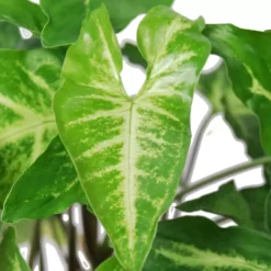 Syngonium Angustatum -Garden Care Supply Store syngonium angustatum 1612552288 1536x1536 61f2e6c58986b l