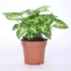 Syngonium 'Arrow' -Garden Care Supply Store syngonium arrow 777x777 61f26425266dc l