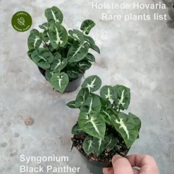 Syngonium 'Black Panther'