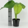 Syngonium Chiapense -Garden Care Supply Store syngonium chiapense 620x620 61f3636465fe9 l