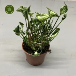 Syngonium 'Godzilla'