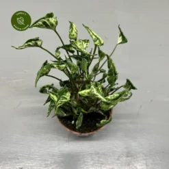 Syngonium 'Godzilla' -Garden Care Supply Store syngonium godzilla 3024x3024 63c47557368d7 l