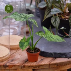 Syngonium 'Mottled' (Mojito) 6cm