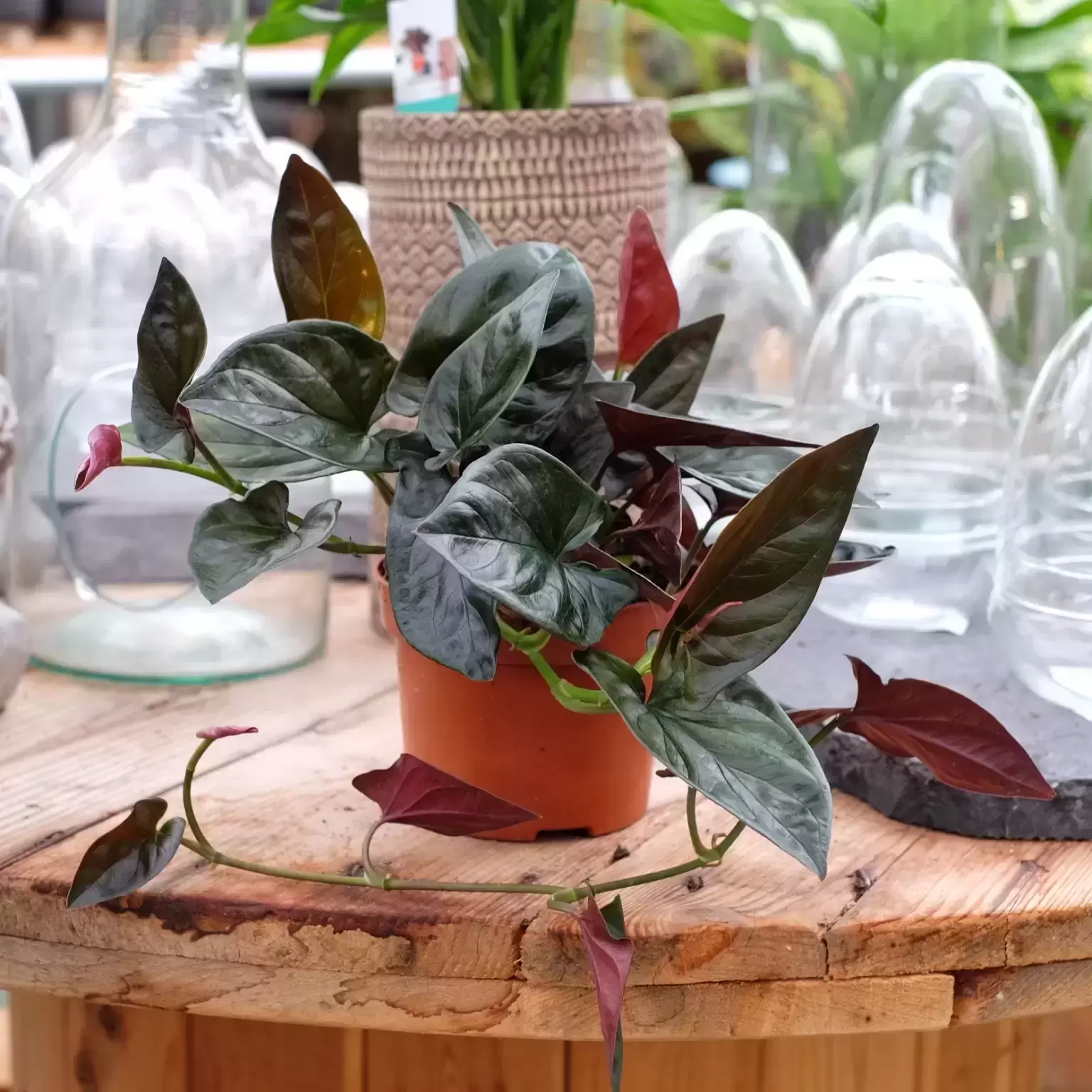 Syngonium Erythrophyllum 'Red Arrow' 12cm 3 Syngonium Erythrophyllum 'Red Arrow' 12cm