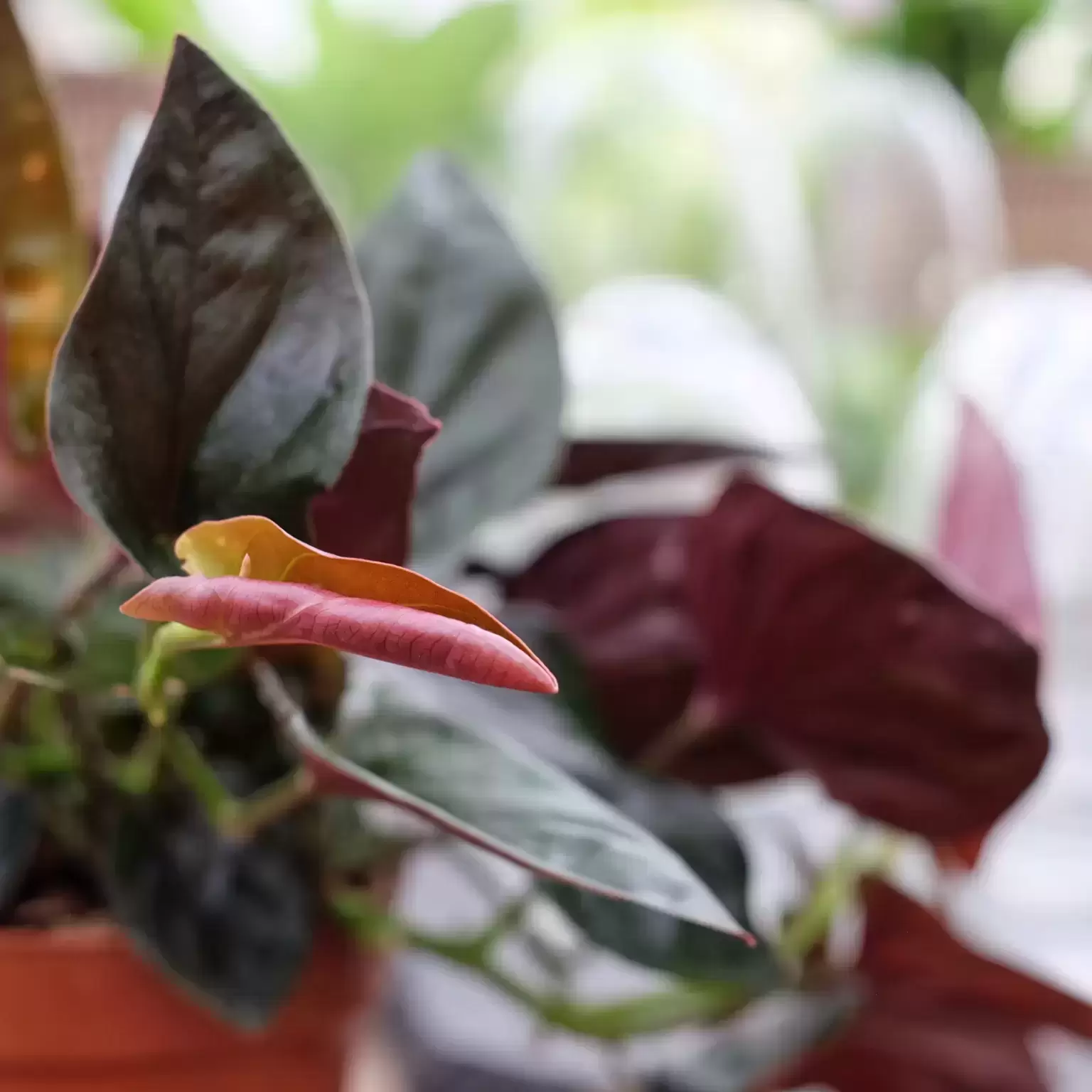 Syngonium Erythrophyllum 'Red Arrow' 12cm 5 Syngonium Erythrophyllum 'Red Arrow' 12cm - Image 3