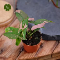 Syngonium Podophyllum 'Red Spot' 6cm
