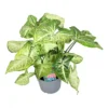 Syngonium 'Surprise' -Garden Care Supply Store syngonium surprise 1536x1536 61f2f0f0195b3 l