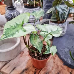 Syngonium 'Three Kings'