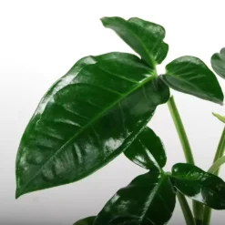 Syngonium Podophyllum 'Trileaf Wonder' 12cm