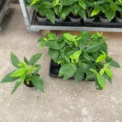 Syngonium Podophyllum 'Trileaf Wonder' 12cm -Garden Care Supply Store syngonium trileaf wonder 1611580940 898x898 61f2e42359f65 l