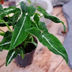 Syngonium Wendlandii