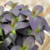 Tradescantia Pallida 1 Tradescantia Pallida -Garden Care Supply Store tradescantia pallida 1536x1536 61f36089ae97e l