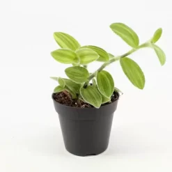 Tradescantia Sillamontana Variegata