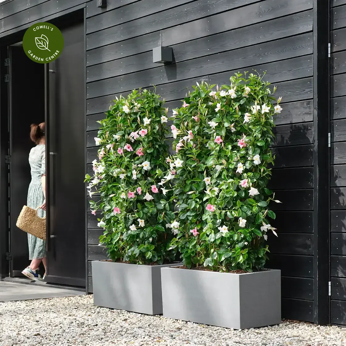 Vivo Next Long 60cm Living Concrete Planter 5 Vivo Next Long 60cm Living Concrete Planter - Image 3