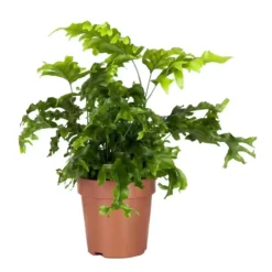 XPhlebosia 'Nicolas Diamond'